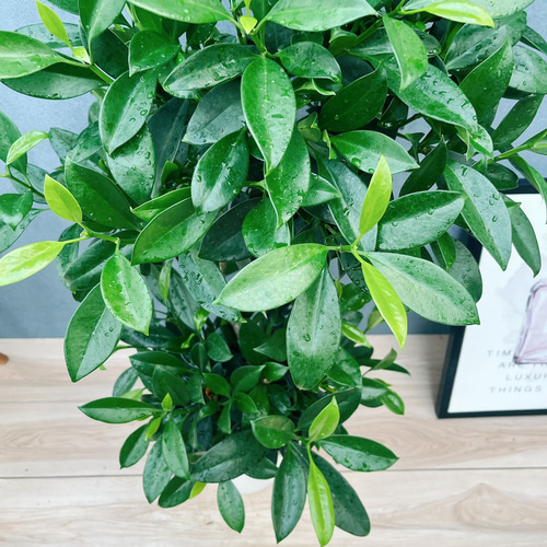 現品　ファグラエア　ベルテロアナ　曲がり　観葉植物　室内　インテリアグリーン 現品］【珍しい】3番 ファグラエア ベルテロアナ 7号 曲がり 観葉植物