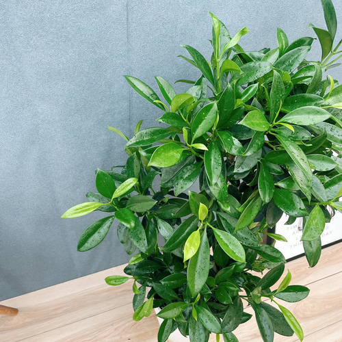 現品　ファグラエア　ベルテロアナ　曲がり　観葉植物　室内　インテリアグリーン 現品］【珍しい】1番 ファグラエア ベルテロアナ 8号 曲がり 観葉植物