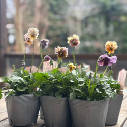 M*☆様 ビオラ♡パンジー 百笑(momoemi)ビオラ・パンジー ミックス4苗セット 色はおまかせ