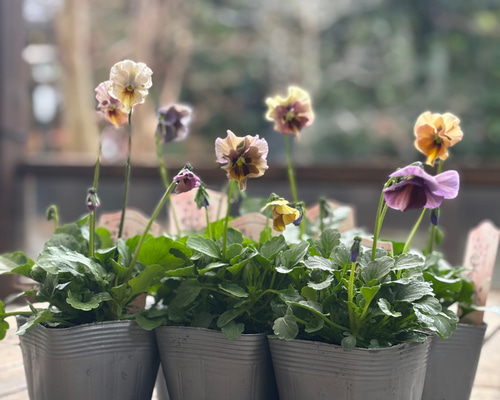 再販 吉村龍典さん育種「君待ち」色とりどり美しいビオラ 花首の長い