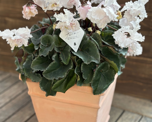 再販 林園芸さん シクラメン「フローエル」5号鉢 枝垂れる花が美しい