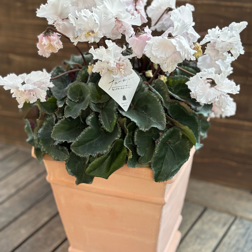 再販 林園芸さん シクラメン「フローエル」5号鉢 枝垂れる花が美しい