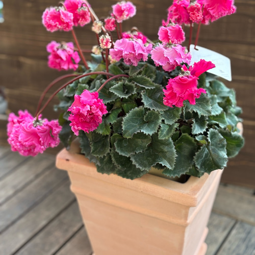 再販 林園芸さん シクラメン「フローエル」5号鉢 枝垂れる花が美しい