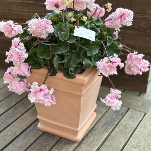 再販 林園芸さん シクラメン「フローエル」5号鉢 枝垂れる花が美しい