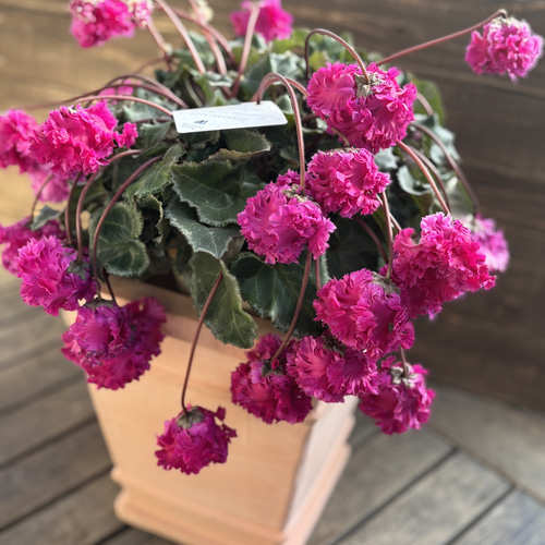 再販 林園芸さん シクラメン「フローエル」5号鉢 枝垂れる花が美しい