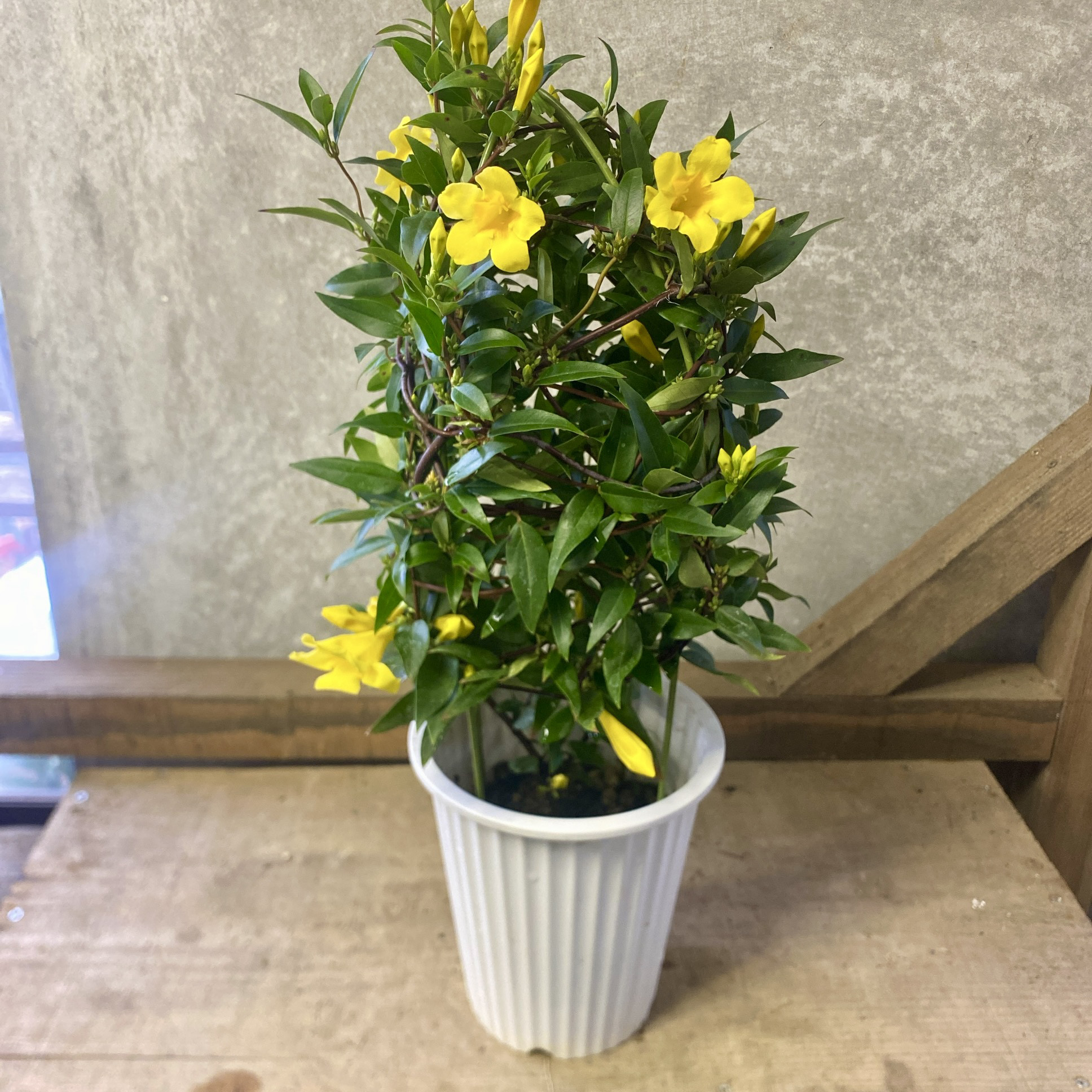 苗木 カロライナジャスミン アートフラワー plant life 通販 20249959