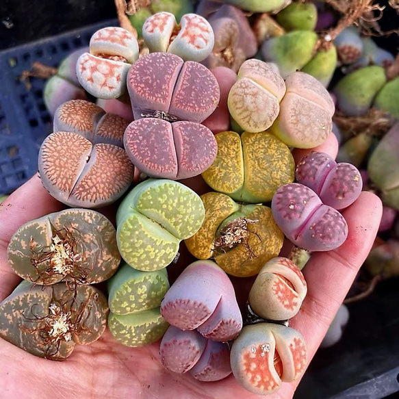 多肉植物 リトープス 双頭 5点セット 抜き苗 超大玉 2cm以上 多肉植物