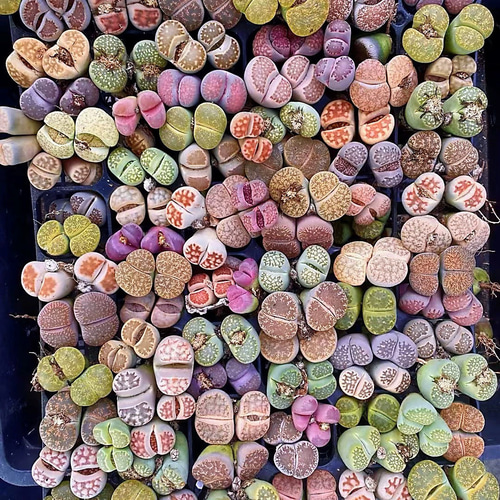 多肉植物 リトープス 双頭 5点セット 抜き苗 超大玉 2cm以上 多肉植物