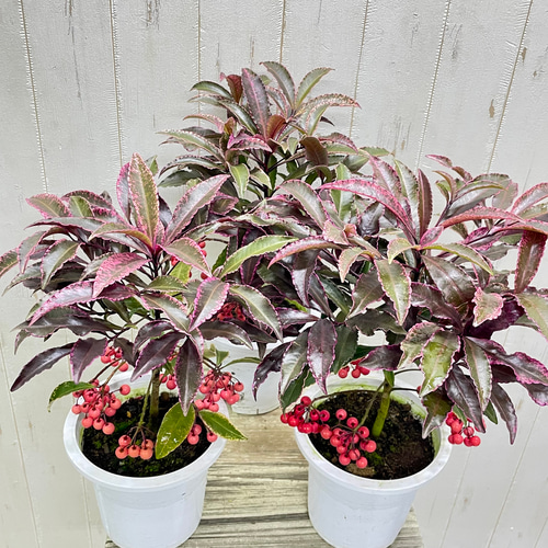 紅孔雀 万両 ピンク斑入り葉と赤い実が美しい希少品種 その他