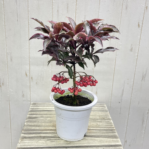 紅孔雀 万両 ピンク斑入り葉と赤い実が美しい希少品種 その他