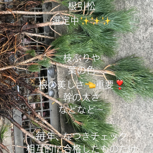 12/27-29発送分限定‼︎ ＜【単品】根引松飾り〜門松(レギュラー