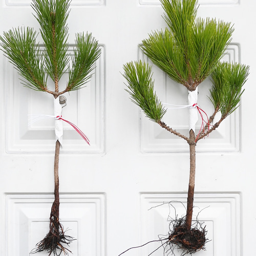 12/27-29発送分限定‼︎ ＜【単品】根引松飾り〜門松(レギュラー