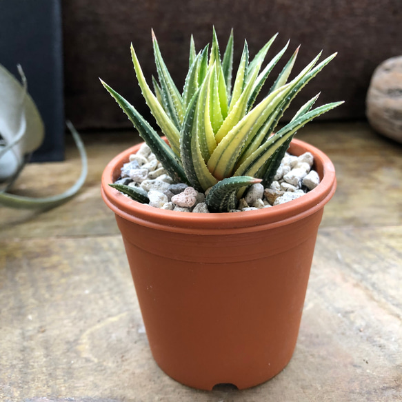 斑入り♡十二の巻♡ハオルチア♡多肉植物♡インテリア♡ガーデニング