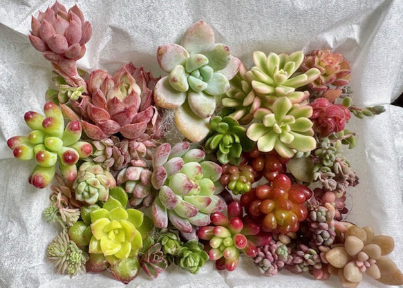 ちょこっと寄せ植えSet＊ジョイスタロック錦入り 多肉植物 annemoca