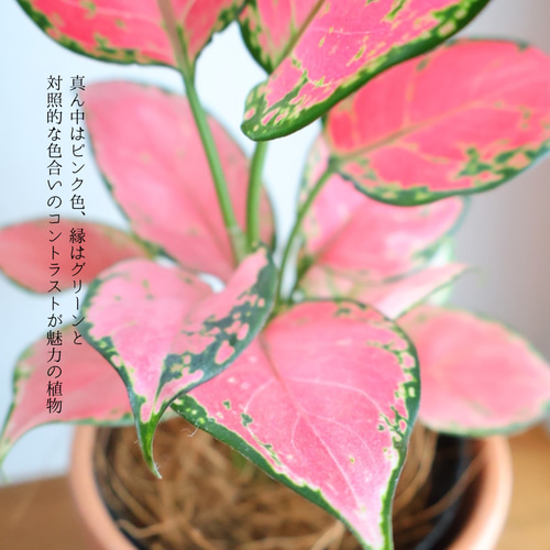 鮮やかピンク色の植物