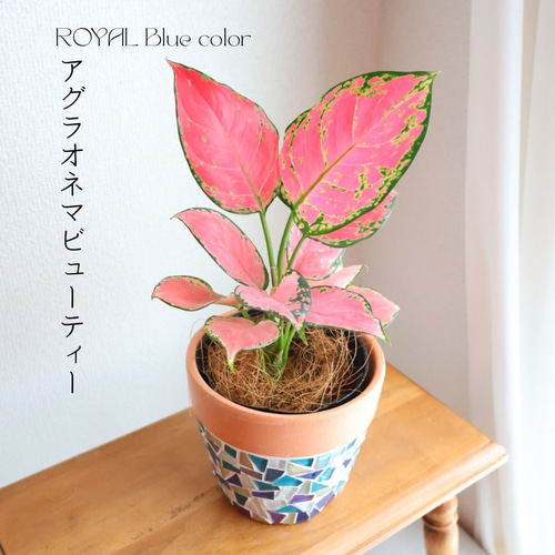 鮮やかピンク色の植物