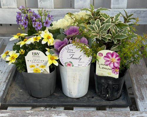カジュアルな正月寄せ植え※寄せ植えセット 花苗 花 ガーデニング 園芸