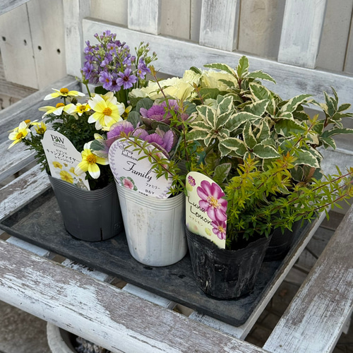 カジュアルな正月寄せ植え※寄せ植えセット 花苗 花 ガーデニング 園芸