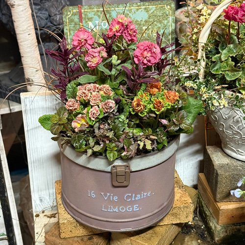 ショコラ&ココア」大人のバラ咲ジュリアン寄せ植え※完成品 花苗 苗 花