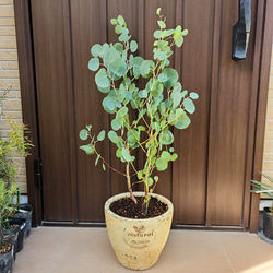 可愛い❤️パールアカシア テラコッタ鉢植え ミモザ カラーリーフ