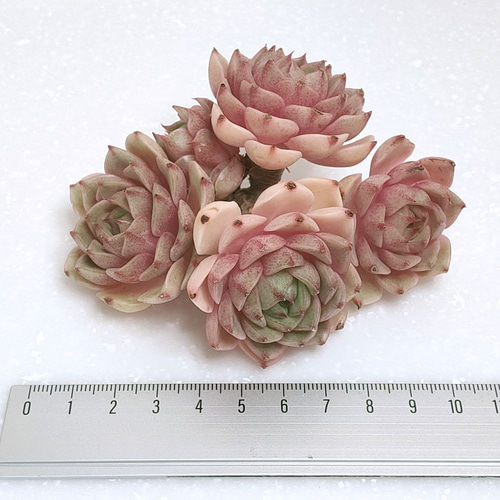 ベンバディス (未発根)【エケベリア 多肉植物】 多肉植物 エケベリア