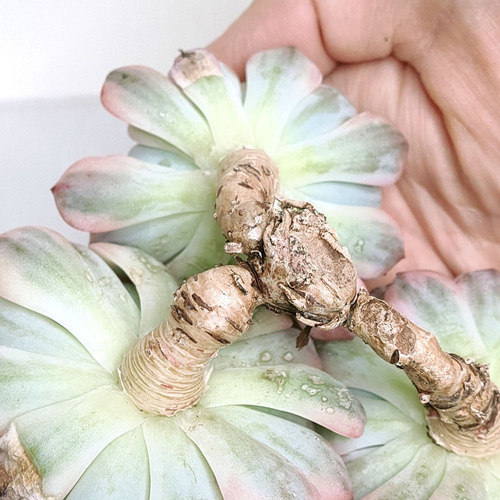 ホワイトミニマ錦 (未発根)【エケベリア 多肉植物】 多肉植物