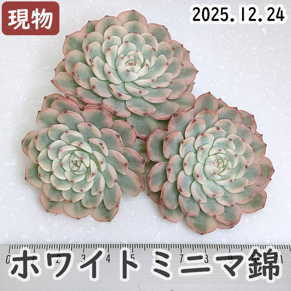 お纏め 多肉植物 レア❁︎アモールファティ錦 未発根 お纏め多肉