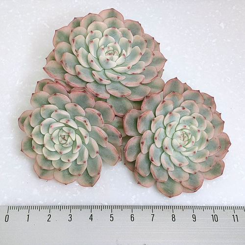 お纏め専用　多肉植物　❁︎ミニマ錦　未発根 お纏め専用 多肉植物 ❁︎ミニマ錦 未発根