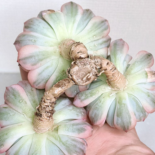 多肉植物 10cm超 ❁︎モンロー錦 未発根 エケベリア モンロー錦