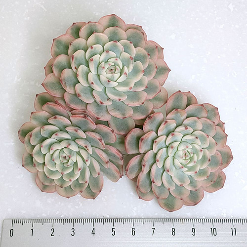 お纏め専用 多肉植物 ❁︎ミニマ錦 未発根 お纏め専用 多肉植物