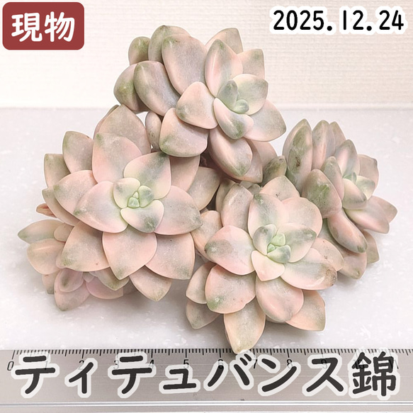 ティテュバンス錦（アプリコット美人） (未発根)【グラプトベリア 多肉