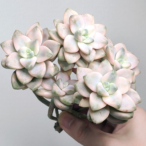 ティテュバンス錦（アプリコット美人） (未発根)【グラプトベリア 多肉