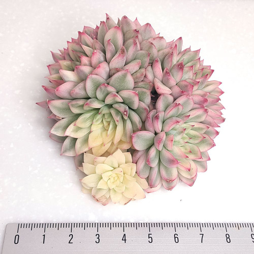 女雛錦 (発根済)【エケベリア 多肉植物】 多肉植物 エケベリアSKETCH