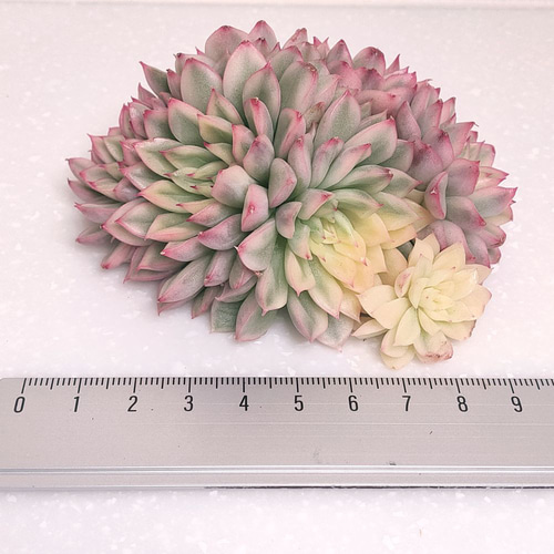 女雛錦 (発根済)【エケベリア 多肉植物】 多肉植物 エケベリアSKETCH