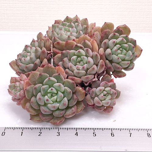 キュートバブル 群生 (未発根)【エケベリア 多肉植物】 多肉植物