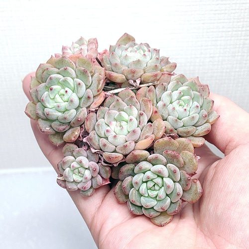 キュートバブル 群生 (未発根)【エケベリア 多肉植物】 多肉植物