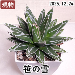 多肉植物 ❤️ シルエット❤️ 1頭12-14cm抜き苗 多肉植物 ❤️ シルエット❤️ 1頭12-14cm抜き苗 多肉植物