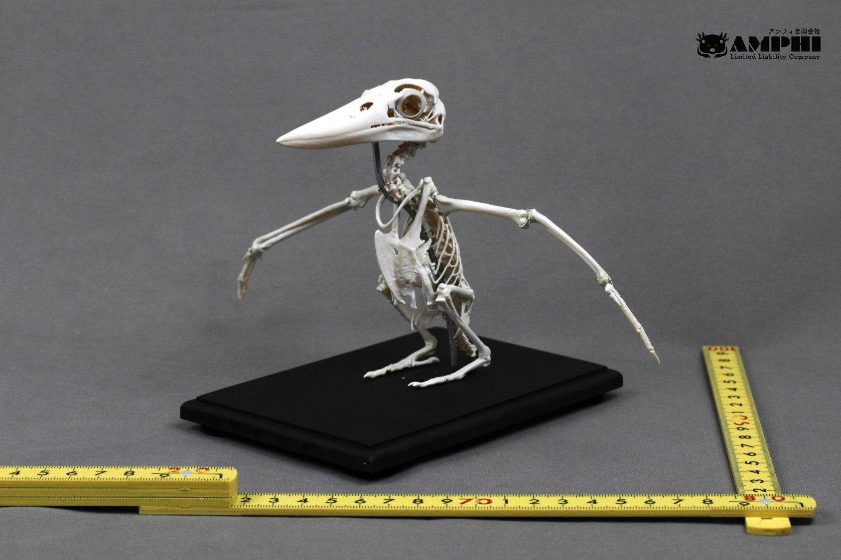 【腕可動式】アカショウビン（Halcyon coromanda）等倍全身骨格レプリカ