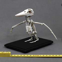 可動式】クマタカ 縮小全身骨格レプリカ Mountainhawk eagle （納期：3
