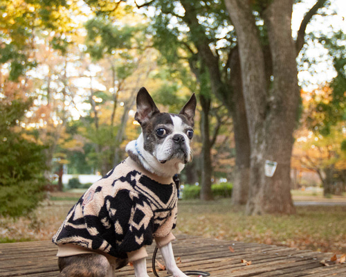 ネイティブアメリカン Tribal模様 フリースPullover モノトーン 犬服