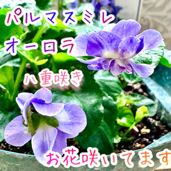 八重咲きローマン 苗 ダブルフラワーカモミール 3.号 元苗 カモミール