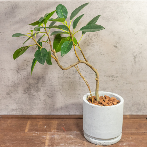 良樹形】フランスゴムの木 幹曲がり モルタル鉢 観葉植物 初心者でも