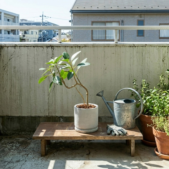 良樹形】フランスゴムの木 幹曲がり モルタル鉢 観葉植物 初心者でも