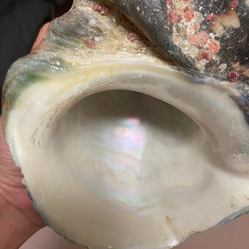夜光貝 美品 虫喰いなし アクセサリー ルアー作り素材 その他素材 螺鈿