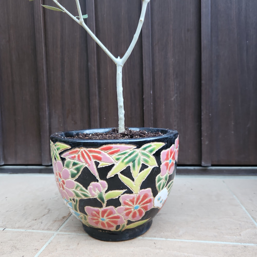 大型　オリーブ　エルグレコ　和モダン鉢植え　苗木　シンボルツリー 大型 オリーブ エルグレコ 和モダン鉢植え 苗木 シンボルツリー 大型