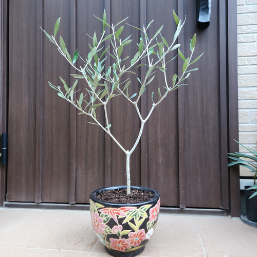 オリーブの木 エルグレコ 和モダン陶器鉢植え 観葉植物 シンボルツリー