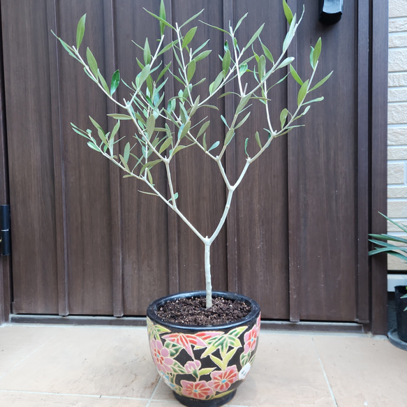 オリーブの木 エルグレコ 和モダン陶器鉢植え 観葉植物 シンボルツリー