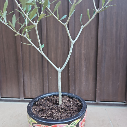 オリーブの木 エルグレコ 和モダン陶器鉢植え 観葉植物 シンボルツリー