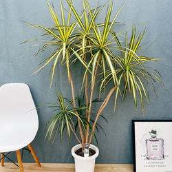 ［現品］【希少】5番　モンステラ　幹上がり　8号　観葉植物　室内　大型　ユニーク 現品］【希少】5番 モンステラ 幹上がり 8号 観葉植物 室内 大型