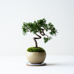 糸魚川シンパク（持ち込み古い）盆栽 糸魚川シンパク（持ち込み古い）盆栽 盆栽 小品盆栽 糸魚川真柏-10 盆栽